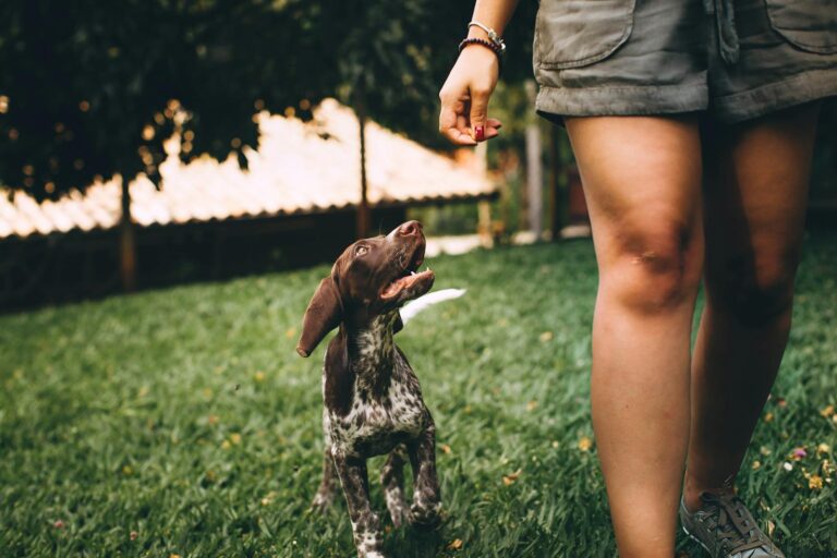 Photo of Dog and Person Walking on Grass