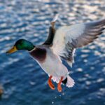 Close-up of a Wild Duck in Flight