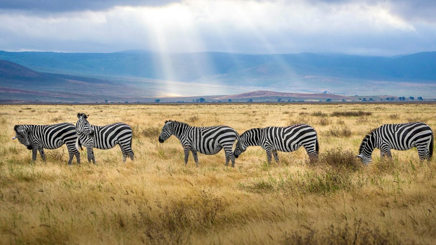 Five Zebra Grazing on Grass Field