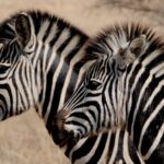 Two White-and-black Zebras