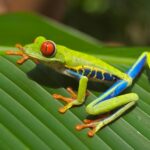 Poison Dart Frogs