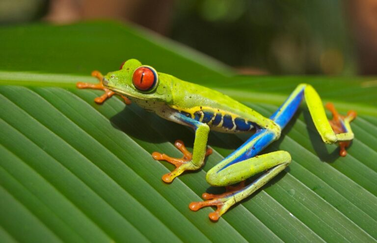 Poison Dart Frogs