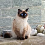 siamese cat characteristics