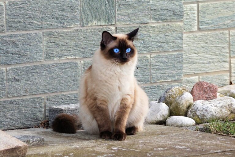 siamese cat characteristics