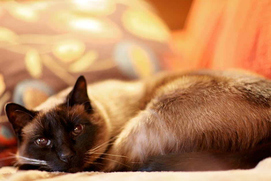 siamese cat characteristics