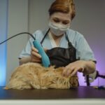 best cat grooming tips